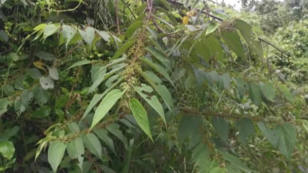 Trema Orientalis Silvestre Planta Árbol Bosque — Vídeo de stock