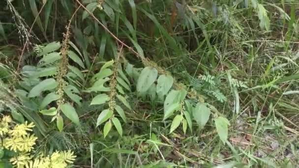 Wilde Trema Orientalis Boom Plant Het Bos — Stockvideo