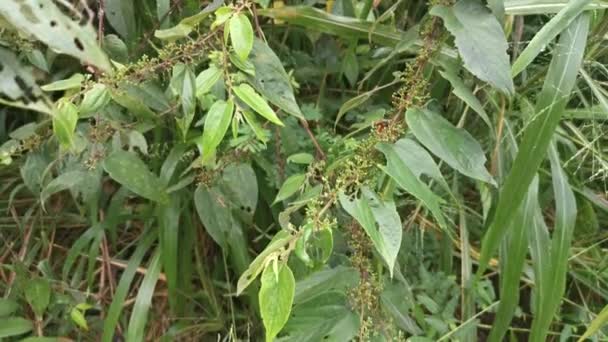 Wilde Trema Orientalis Boom Plant Het Bos — Stockvideo