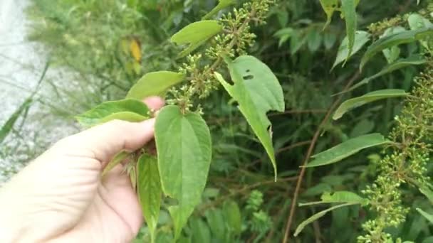 Wild Trema Orientalis Tree Plant Forest — Stock Video