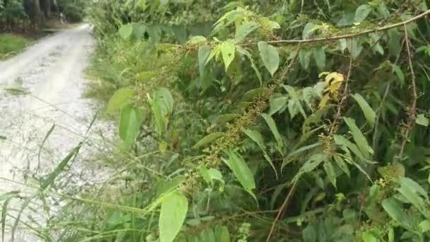 Wilde Trema Orientalis Boom Plant Het Bos — Stockvideo