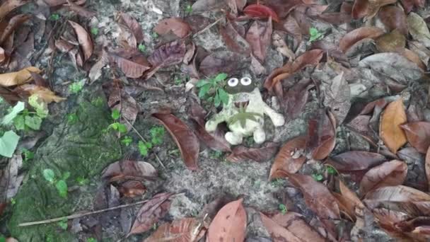 Perak Malaysia October 2022 One Dirty Thrown Away Frog Soft — Stock Video