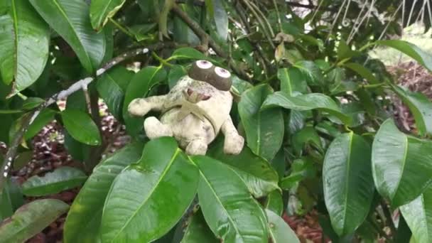 Perak Malaysia October 2022 One Dirty Thrown Away Frog Soft — Stock Video