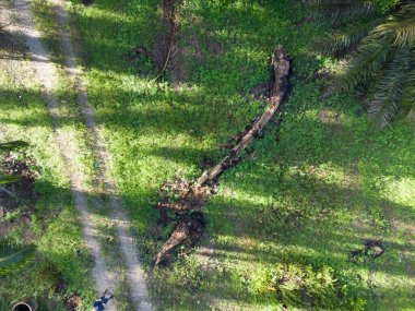 Çayırda yatan çürümüş palmiye ağacının hava manzarası. 