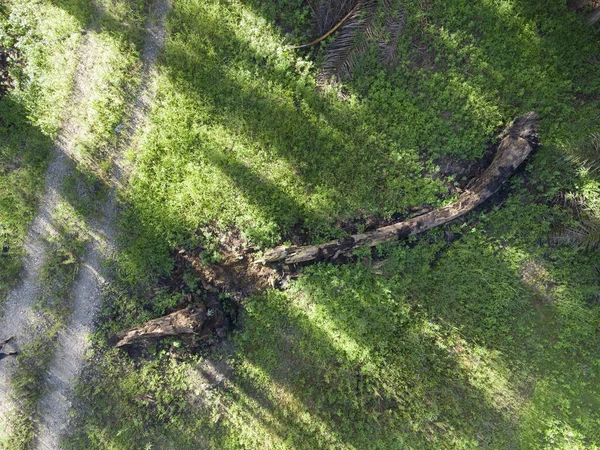 Scena Aerea Del Tronco Palma Olio Decomposto Sdraiato Sul Prato — Foto Stock