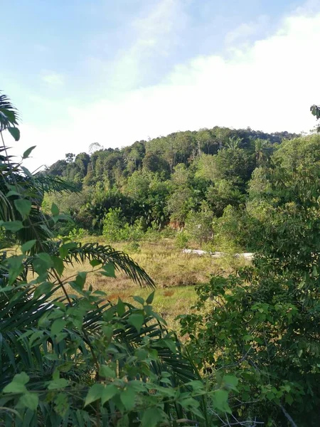 未开垦土地上的野生绿色植被 — 图库照片