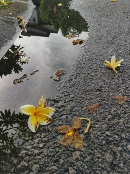 Reflective Puddle Stagnant Water Roadside Rain — Stock Photo, Image