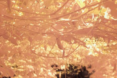 Çiftlikteki sürünen kabak bitkisinin kızılötesi görüntüsü.