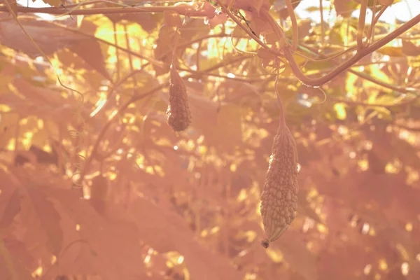 Imagen Infrarroja Planta Hortalizas Calabaza Rastrera Granja — Foto de Stock