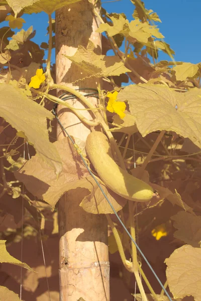 Imagem Infravermelha Planta Verduras Rastejantes Fazenda — Fotografia de Stock