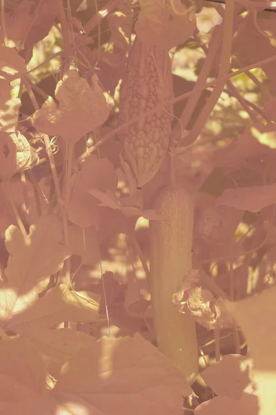 Image Infrarouge Plante Rampante Légumes Gourde Ferme — Photo