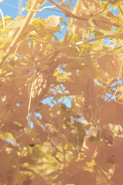 농장에 호리병박 초본의 적외선 — 스톡 사진