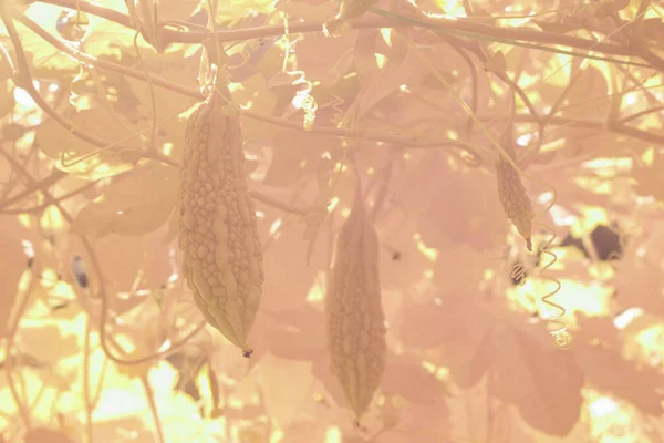 Инфракрасное Изображение Завода Ползучих Тыквенных Овощей Ферме — стоковое фото