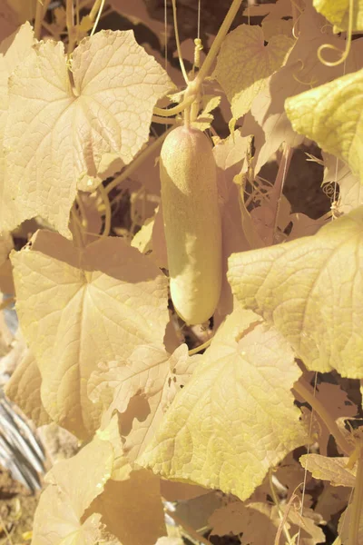 Υπέρυθρη Εικόνα Του Φυτού Τρομερού Κολοκύθας Στο Αγρόκτημα — Φωτογραφία Αρχείου