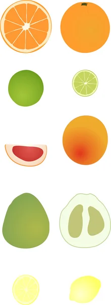 Citrus fruits — Stock Vector