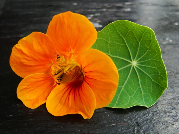 Çilek ve nasturtium çiçek — Stok fotoğraf
