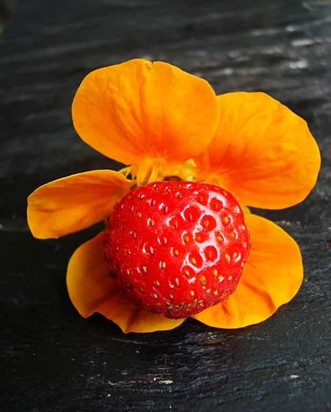 Flor de morango e nastúrcio — Fotografia de Stock