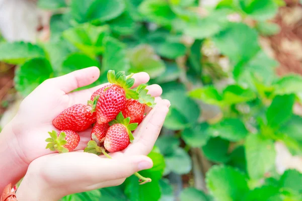 yandan chiangmai, çilek