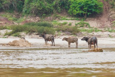 Mekong nehir buffalo