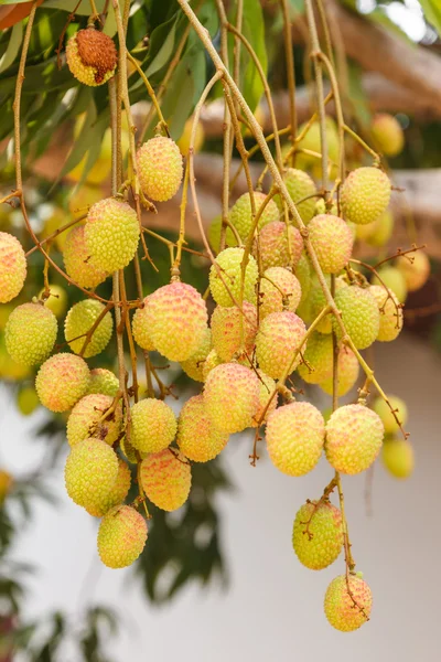 ライチ木の果実 — ストック写真