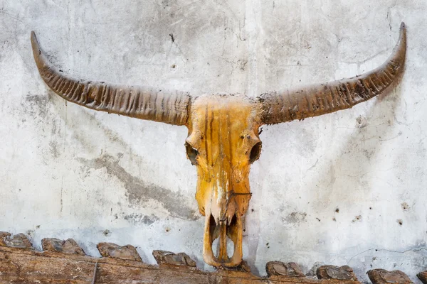 Buffelhorn med gamla tegel bakgrund — Stockfoto