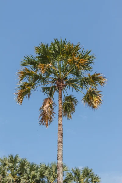 Дерево пальми цукру — стокове фото