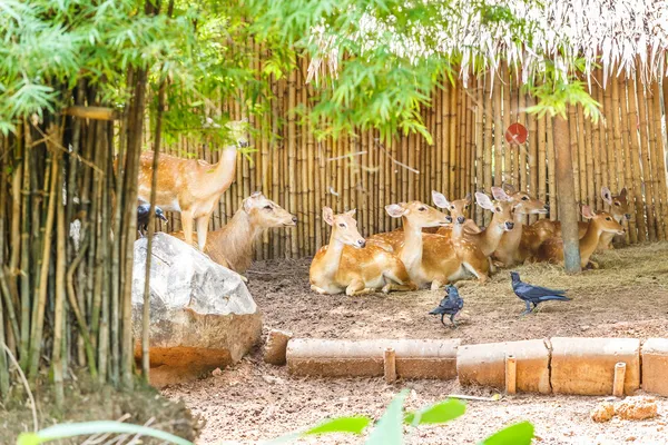 Grup geyik ile hayvanat bahçesi içinde — Stok fotoğraf