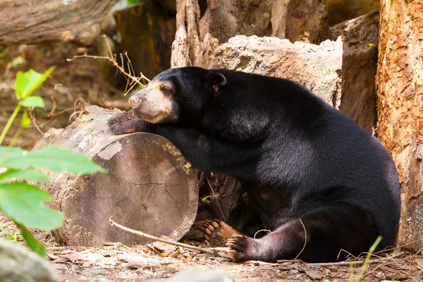 Czarny niedźwiedź spać na drewno — Zdjęcie stockowe