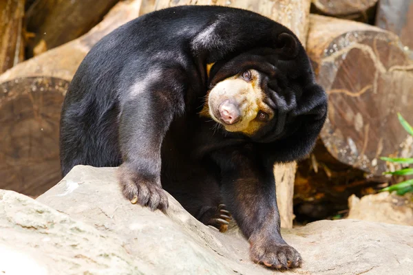 Siyah ayı ile rahatlayın — Stok fotoğraf