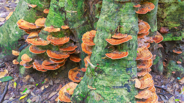 mushrooms under the tree 