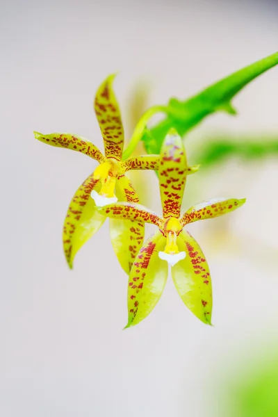 Orchidej zelená — Stock fotografie