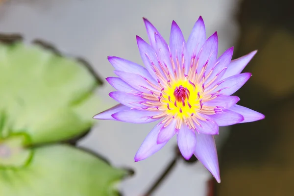 Nilüfer veya nymphaea lotus linn