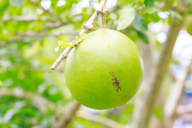 calabbash дерево 
