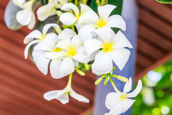 Mezarlık çiçeği, pagoda ağaç, tapınak ağaç, Hint Yasemin