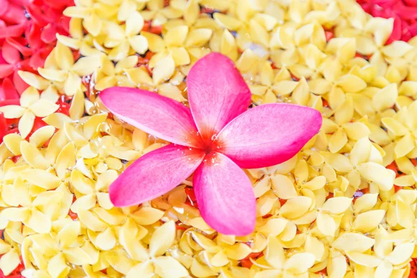 ピンクの蘭の花のスパ — ストック写真
