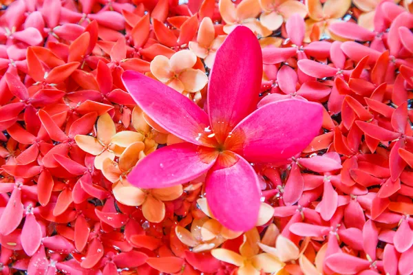 背景 rad 花とピンクのスパ — ストック写真