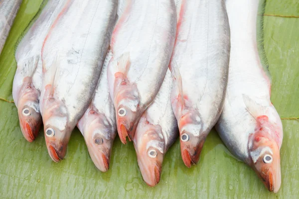 sabah Pazar içinde yayın balığı 