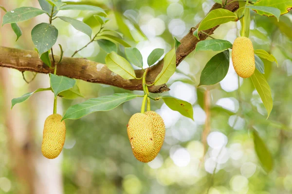 Jackfruit sull'albero — Foto Stock