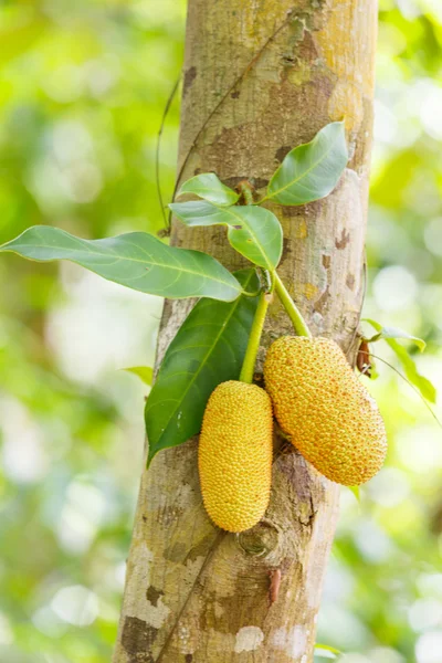 Close-up jackfruit — Stock Photo, Image
