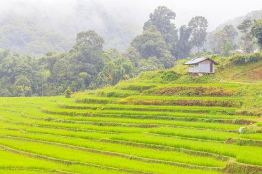 Yeşil maechaem chiangmai çiftlikte Teras pilav