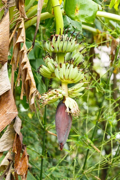 Albero di banane — Foto Stock