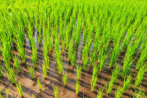 Oogst rijstterrassen — Stockfoto
