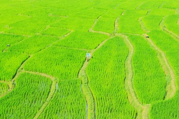 Terrazas de arroz de la tribu de la colina (maechaem chiangmai) en primavera — Foto de Stock