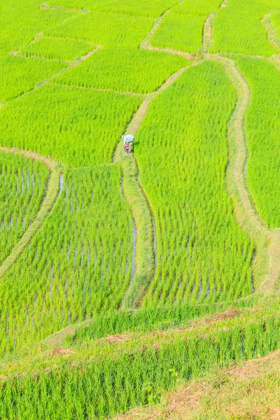 Rizs terasz chiangmai Thaiföld — Stock Fotó