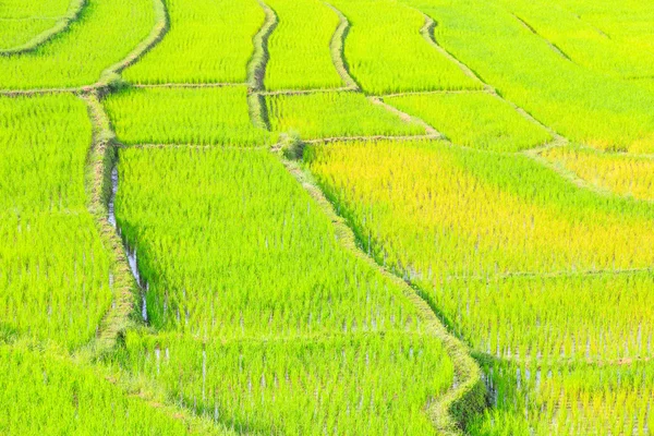 Naturaleza de la terraza de arroz tailandia chiangmai — Foto de Stock