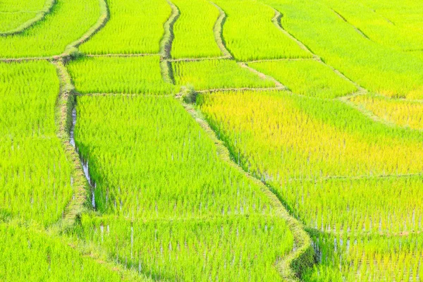 Rodzaj ryżu taras Tajlandia chiangmai — Zdjęcie stockowe