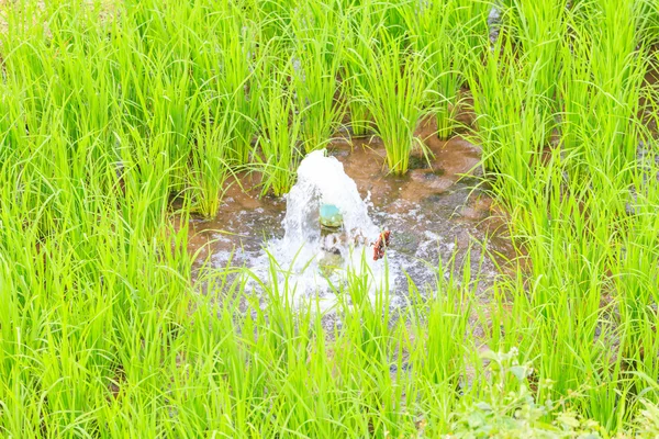 Wasser aus den Bergen geben Reis — Stockfoto