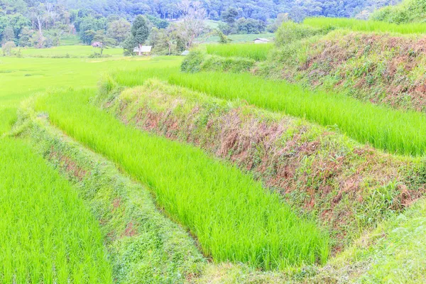 Escalones terraza de arroz en chiangmai thailand —  Fotos de Stock