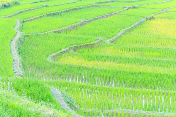 Lijnen en manier van farm — Stockfoto