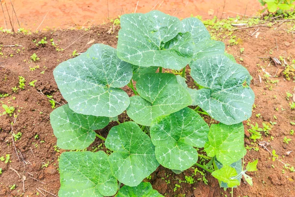 Planta de calabaza — Foto de Stock